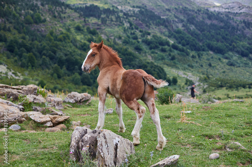 Wild horse in high mountains © Javier