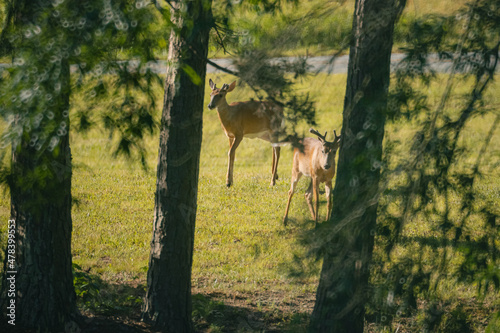 Young deer walking in grassy field behind trees © ErikBPhoto