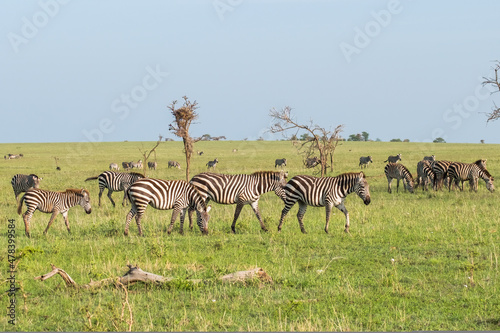 Herd of zebras the northern Serengeti  Tanzania