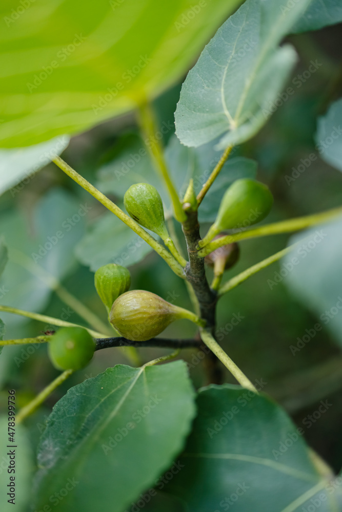 Close up of organic fig plant growing fruit on tree Close up of organic fig plant growing fruit on tree