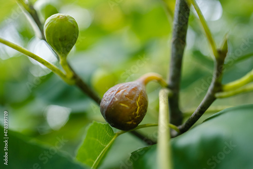 Close up of organic fig plant growing ripe fruit on tree