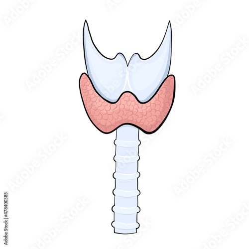 Human thyroid in cartoon style for medical design