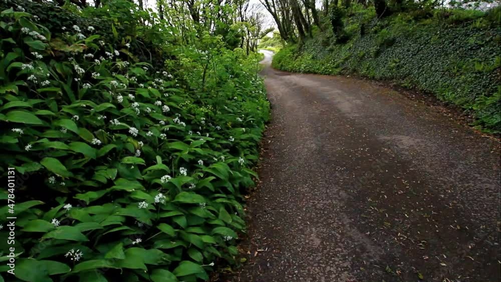 Green wild garlic or ramsons growing beside road or lane, with white flowers. Green wild garlic or ramsons growing beside road or lane, with white flowers.
