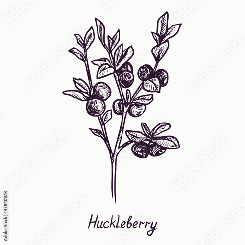 Huckleberry Coloring Pages - Coloring Pages For Kids And Adults
