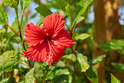 Red hibiscus on a bush in the sun.