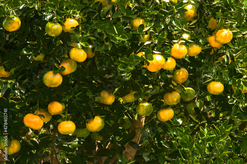 mandarin tree loaded with tangerines photo