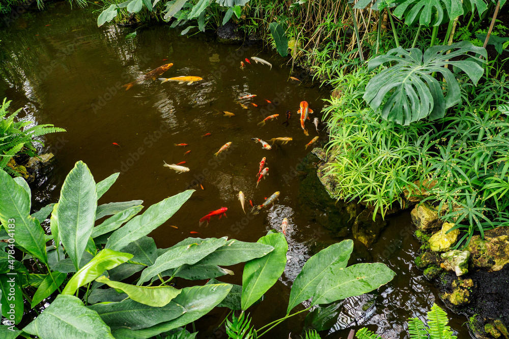 Naklejka premium Koi carp in the water with ferns around the pond.