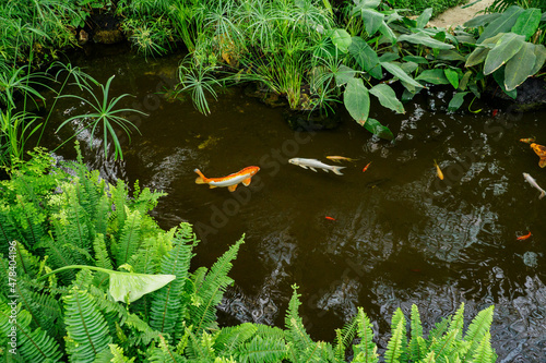 Koi carp in the water with ferns around the pond.