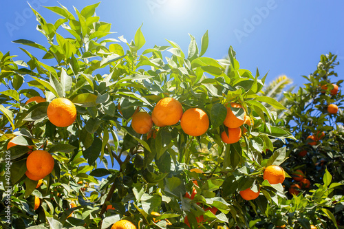 Mandarin tree with fruits against a blue sky