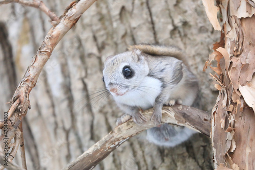 【北海道】エゾモモンガ photo