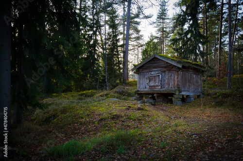 A small log cabin in a motley forest clearing