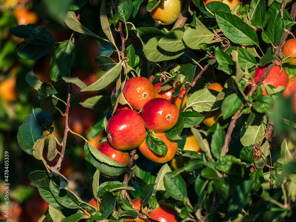 Apple plantations in Alsace. Growing fruit. Sun, autumn.