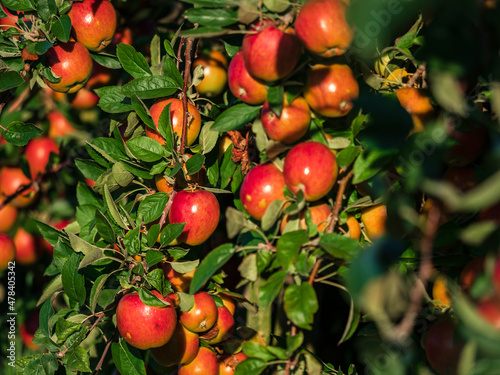 Apple plantations in Alsace. Growing fruit. Sun, autumn.