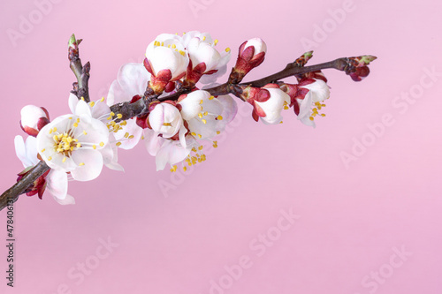 Blooming branch of a peach tree on a pink background. Close up.