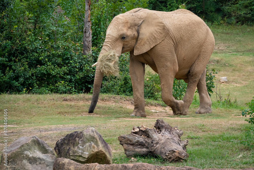 African Elephant foraging in enclosure as zoo specimen located in Birmingham Alabama.