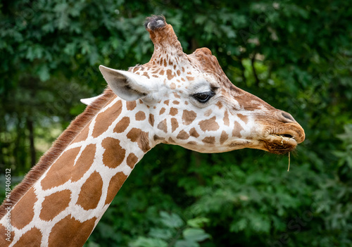 Reticulated Giraffe browsing in enclosure as zoo animal located in Birmingham Alabama.