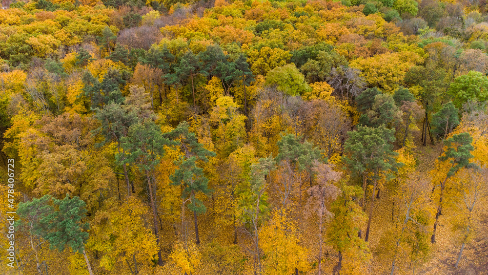 Autumn bright yellow and green colored trees. Aerial view on autumnal forest