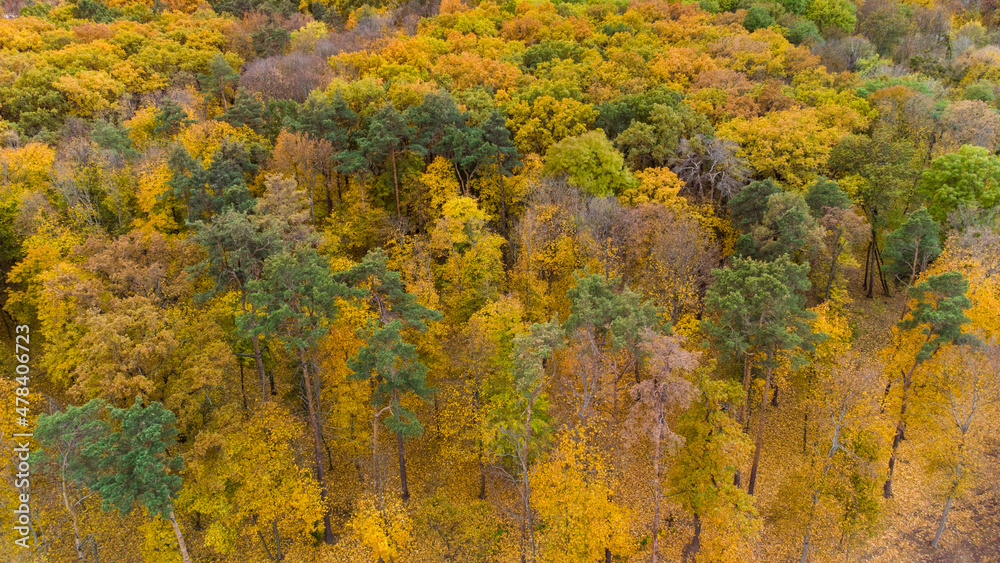 Autumn bright yellow and green colored trees. Aerial view on autumnal forest Autumn bright yellow and green colored trees. Aerial view on autumnal forest