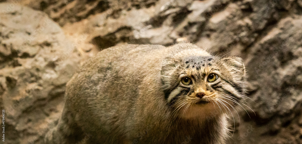 Naklejka premium Pallas's Cat also called Manul Cat searching enclosure as zoo specimen located in Birmingham Alabama.