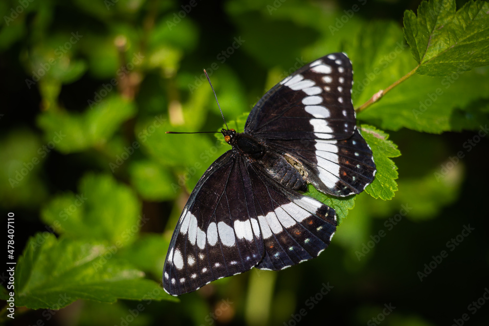 Close up of a Black and White Adirondack Butterfly on a Leaf Close up of a Black and White Adirondack Butterfly on a Leaf