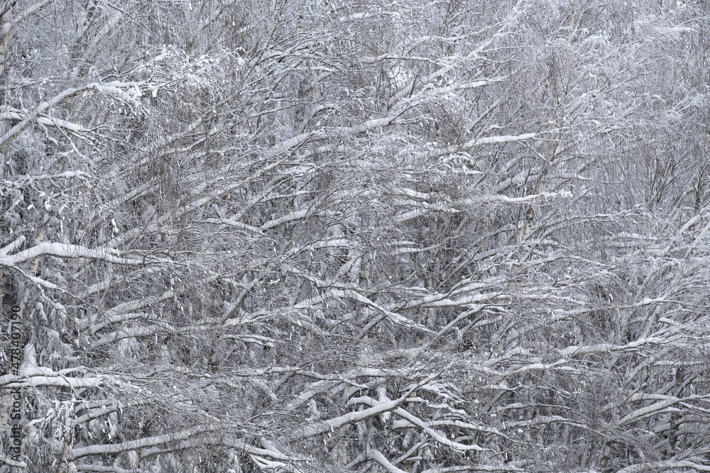 winter forest after a snowfall, sunny day, trees in the snow