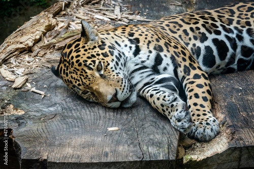 Jaguar resting on natural platform as zoo animal located in Birmingham Alabama.