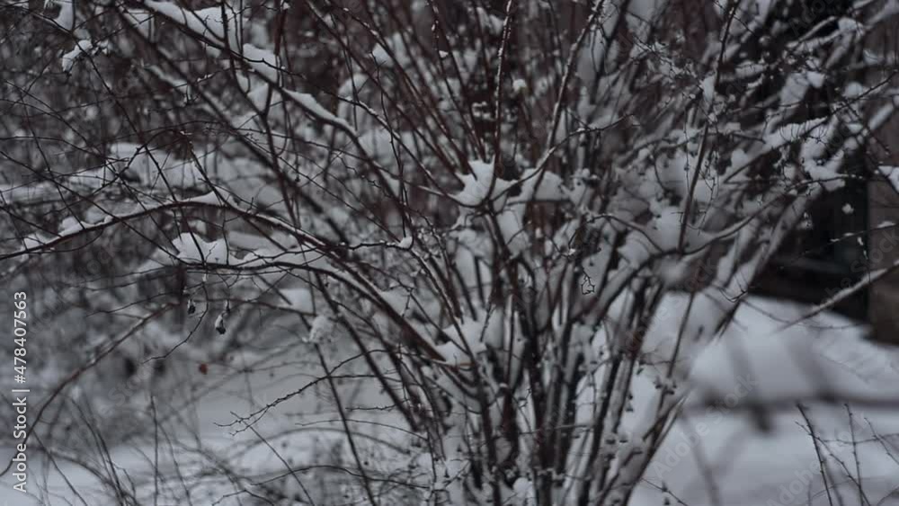 Snowfall in the city. Trees and bushes covered with white snow Snowfall in the city. Trees and bushes covered with white snow