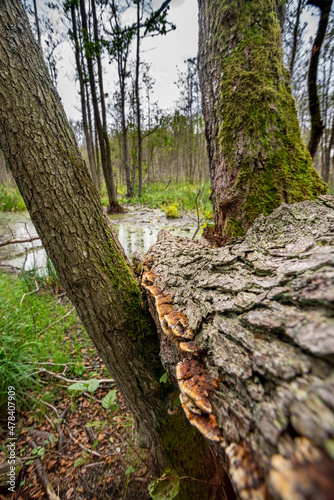 Fototapeta Naklejka Na Ścianę i Meble -  river and tree