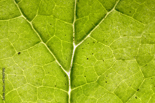 Underside of Veiny Green Leaf Texture Macro