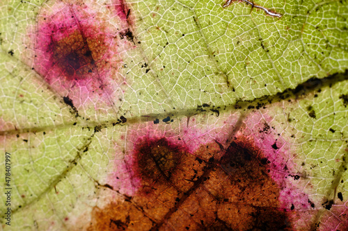Fotografie Underside of Veiny Spotted Leaf Texture Macro
