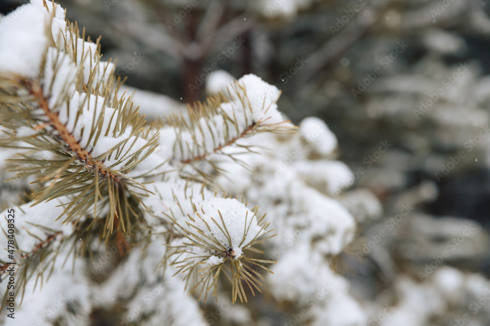 Branches of a Christmas tree covered with snow. Snow-covered branches.