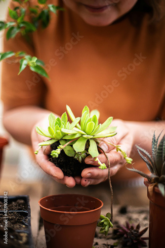 Woman's hands transplanting succulent into new pot.