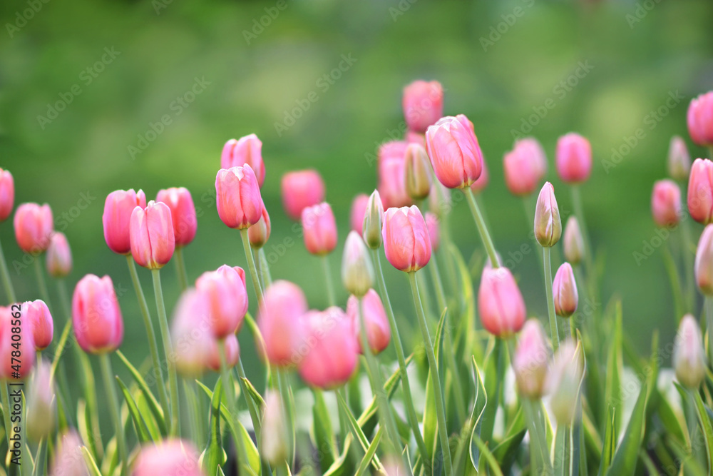 Spring blossoming tulips in garden, springtime bright flowers in the field, pastel and soft floral card, selective focus, shallow DOF, toned