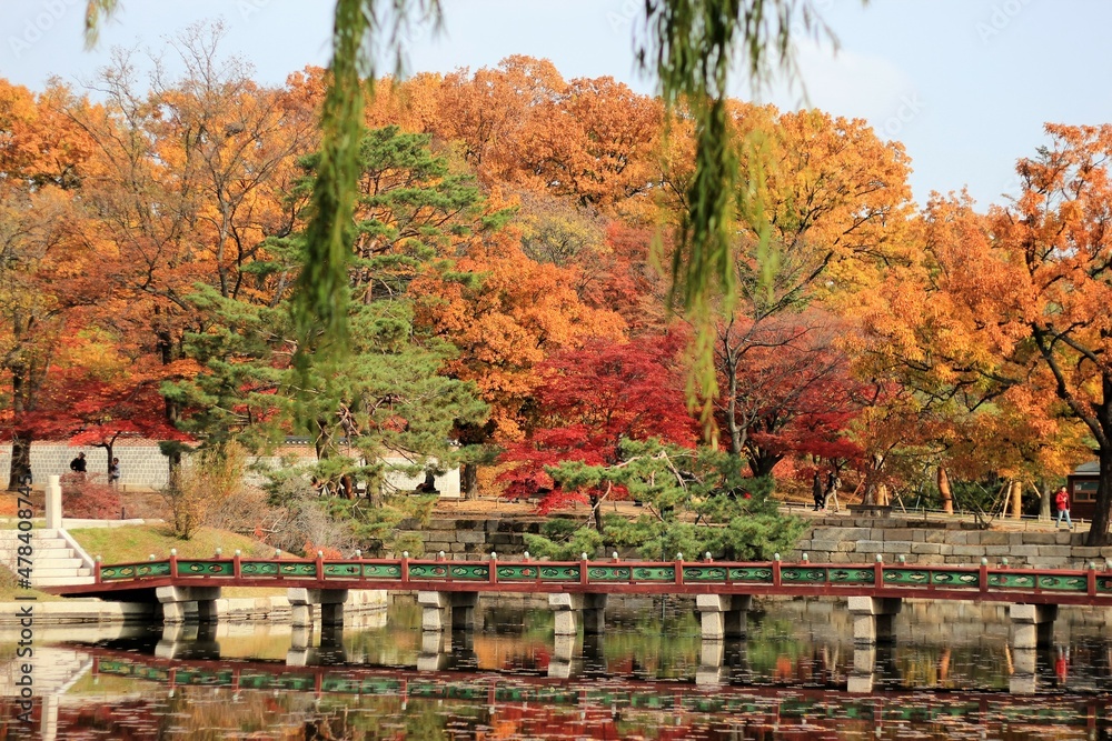 Obraz premium Autumn Leaves