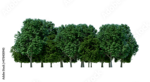 3d render forest tree front view