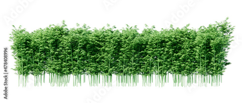 Photo isometric bamboo plant 3d rendering