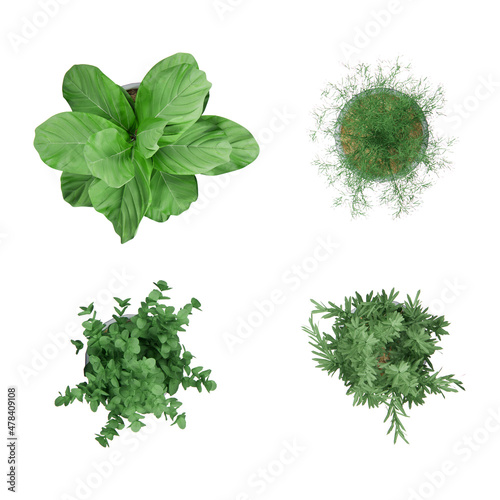 top view of plants 3d rendering element