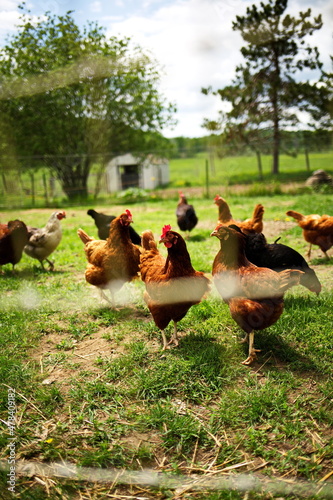 Heritage chickens on a small farm in rural Ontario, Canada. Farming and agriculture in North America.