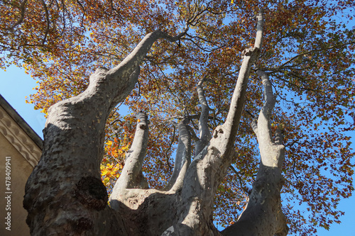 Cucuron, village of Provence photo