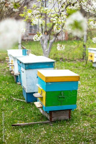 Two rows of beehives under branches of cherry blossoms in spring. Preparing for honey harvests. Collecting pollen for sale. Honey harvest in flowering gardens. Collecting floral spring honey