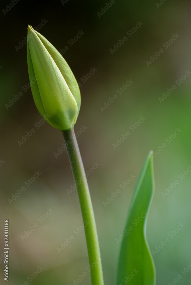 Obraz premium Green Tulip with Soft Dark Background