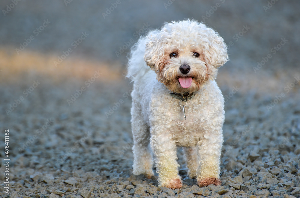 Small White Dog with Blurred Background