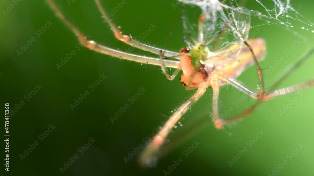 Shadow Stretch-spider, long-jawed orb weaver eats prey on a web. His Latin name is Tetragnatha montana Shadow Stretch-spider, long-jawed orb weaver eats prey on a web. His Latin name is Tetragnatha montana