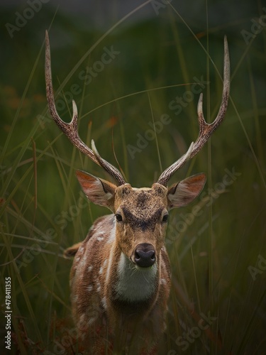 deer in the woods