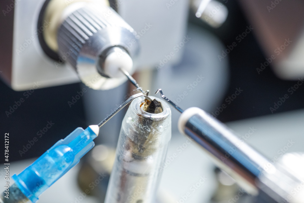 Step 7. tool for artificial insemination of queen bees. Breeding