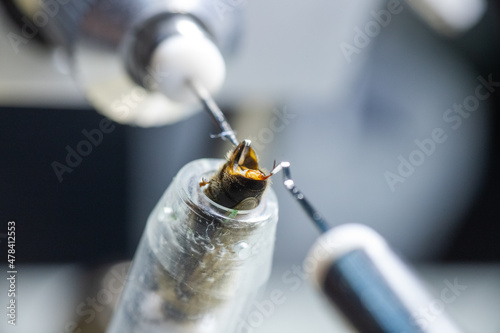 Step 8. tool for artificial insemination of queen bees. Breeding purebred honey bees. Artificial Breeding Technician's inseminators pistolletes used for impregnating queen bee.