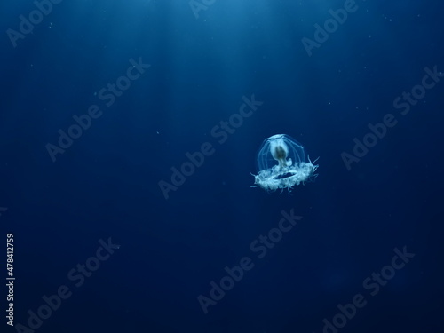 Fotografie Turritopsis nutricula Turritopsis dohrnii Oceania O