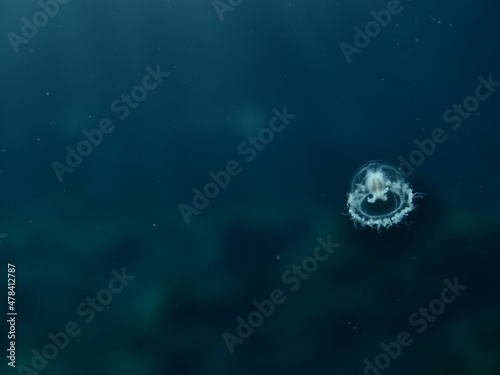 Cuadro en lienzo Turritopsis nutricula Turritopsis dohrnii Oceania O