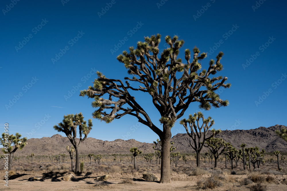Large Joshua Trees Line Bighorn Pass Road In Joshua Tree Large Joshua Trees Line Bighorn Pass Road In Joshua Tree