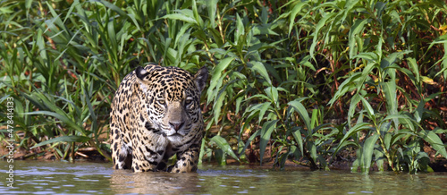 Jaguar walks on water. Front view.  Panthera onca. Natural habitat. Cuiaba river,  Brazil
